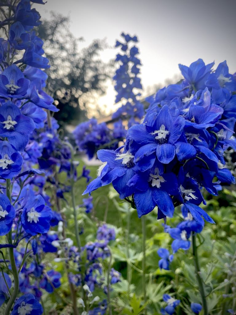 Delphinium elatum: elegants, mis ulatub taevasse